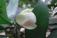 Magnolia pumila